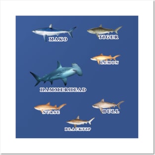 Favorite Florida Keys Sharks Posters and Art